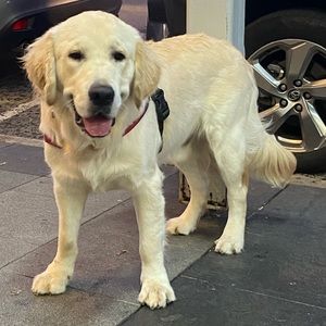 Meet your Posher, Alice